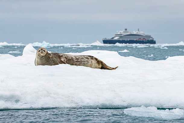 Weddell seal laying on iceberg with ship in the background