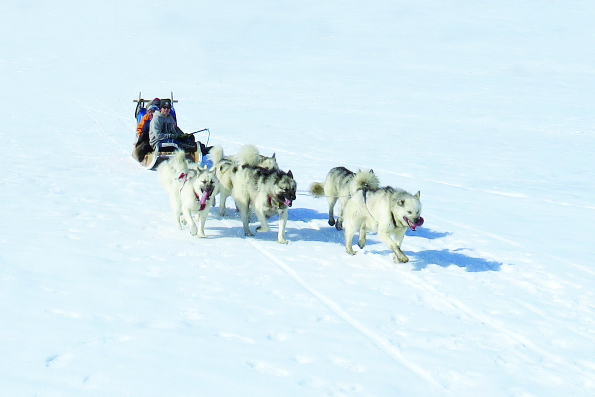 Dogsledding on sea ice