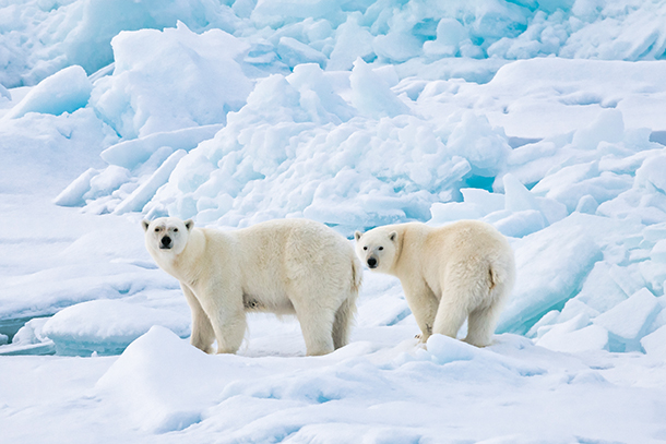 Polar bears on icy ground