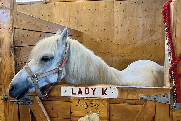 A white pony stands and peers out from a rustic wooden stable. There is a sign in front of the gate with its name on it. 