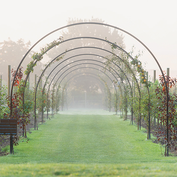 Large grass field with many trees and trellis style archways with plants growing on them on a foggy day. 