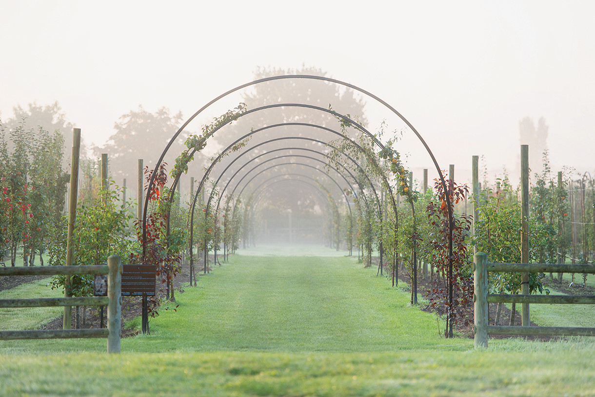 Large grass field with many trees and trellis style archways with plants growing on them on a foggy day. 