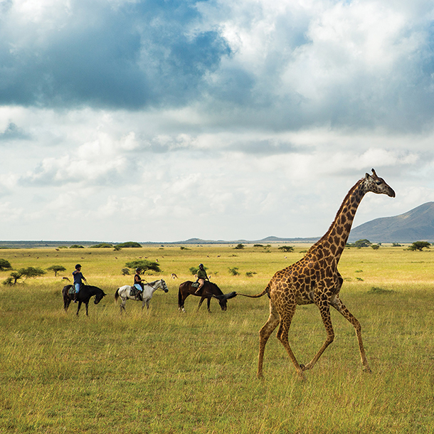 Horseback riding safari in the great plains of Kenya with African giraffe in the forefront.
