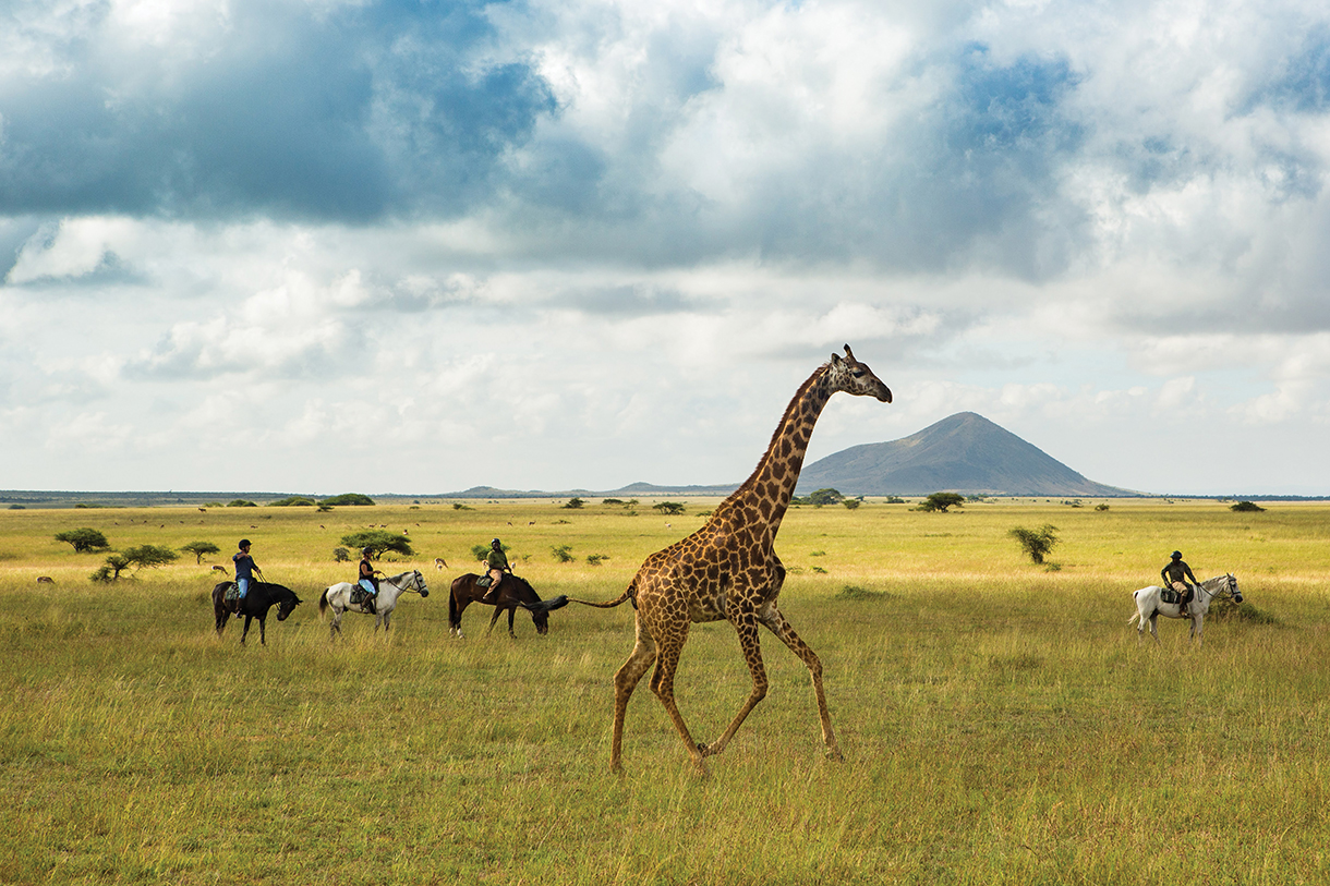 Horseback riding safari in the great plains of Kenya with African giraffe in the forefront.