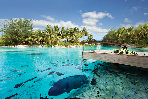 A closeup view of the lagoonarium dock. It shows a small wooden platform built over a shallow area in a lagoon. The water is clear and calm, and you can see several fish swimming around the legs of the dock. There are also palm trees and other tropical vegetation in the background. 