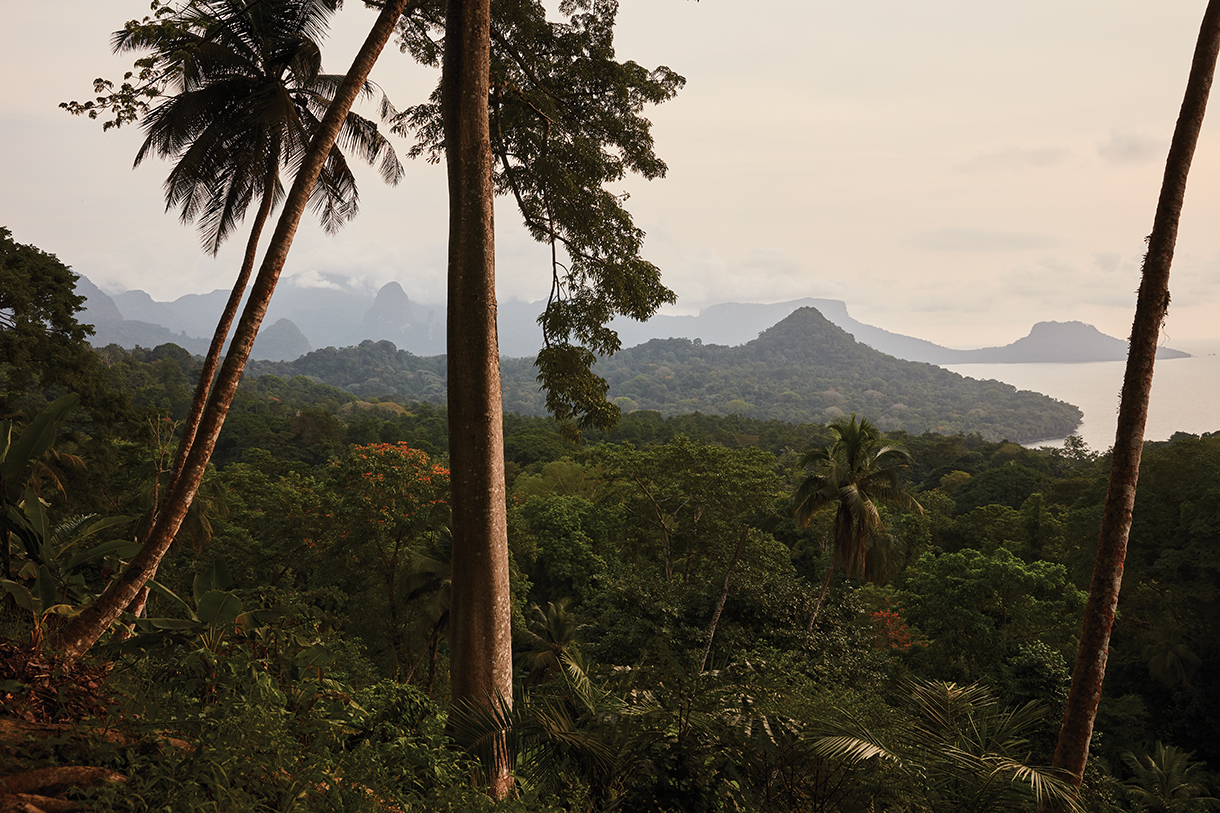 A scenic view of a lush rainforest with towering palm trees in the foreground. Rolling hills and mountains can be seen in the distance, with a calm ocean beyond. The sky is a soft, muted blue with hints of pink near the horizon.