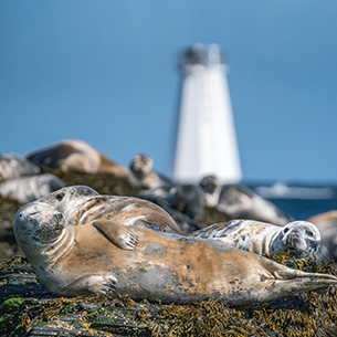 A group of harbor seals resting on a rocky coast. The seals are in the foreground and there is a tall white lighthouse in the distance.