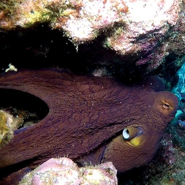 close-up photo of an octopus camouflaged against a rocky reef. The octopus has a brown body with white spots and its eyes are visible. 