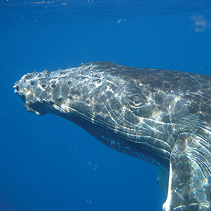 A close-up photo of a humpback whale swimming underwater. The whale is looking to the right with its head tilted slightly upwards. The water is clear and blue, allowing for a good view of the whale's head and body.