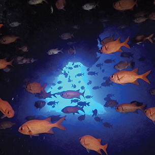 A large school of orange and white fish swimming in the bottom of the dark blue ocean. In the distance there is a view of an opening to the top of a coral cavern to the water. 