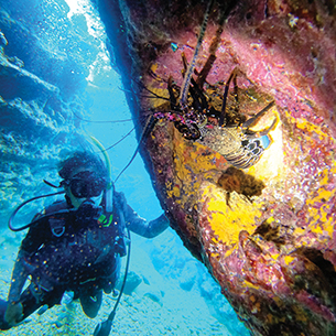 A scuba diver is exploring a coral reef. They are looking at a large spiny lobster hiding in a crevice in the coral.