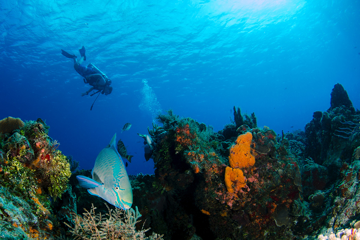 A scuba diver aficionado swims with fish in the deep blue Carribean sea over a beautiful coral reef in a marine park near the Golden Rock Dive and Nature Resort.