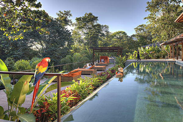 A luxurious lap pool at Nayara Springs resort in Costa Rica. The pool is set amidst lush tropical foliage, with a stunning view of the surrounding jungle visible in the background. The pool is surrounded by several sun loungers with white cushions, offering a comfortable place to relax and soak up the sun.