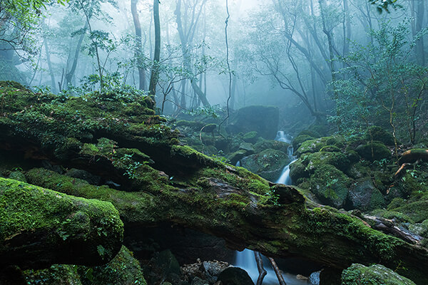 A vibrant green forest in Japan with a  stream of water running through the rocks and greenery in a tranquil atmosphere.